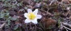 Anemone