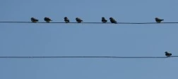 Birds on wire