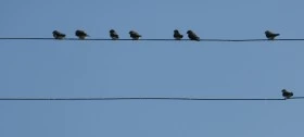 Birds on wire