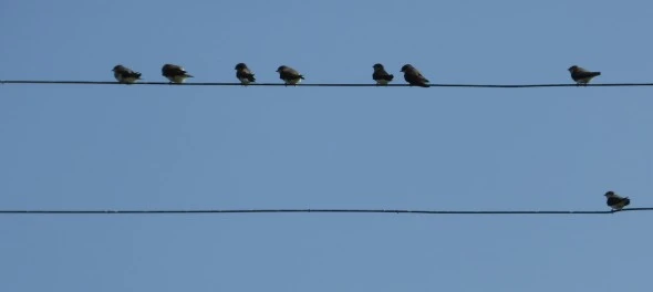 Birds on wire