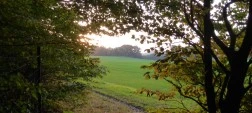 Skovtykning